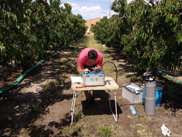 El uso de sensores y drones permite reducir un 45% el riego en verano de los cerezos sin mermar la producción - 2, Foto 2