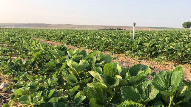 Máximas exigencias en la producción de planta por EL PINAR - 1, Foto 1