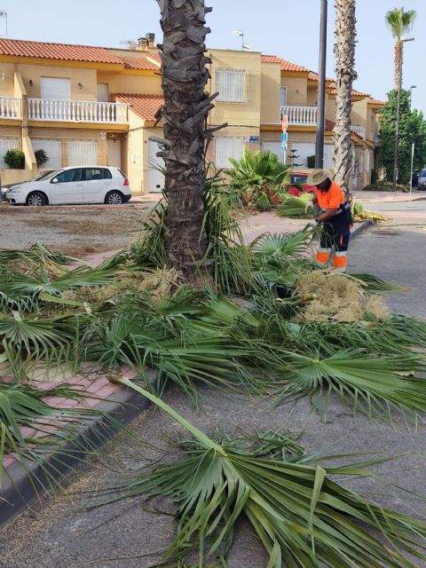 El Ayuntamiento de Puerto Lumbreras inicia la campaña de poda de palmeras en el municipio - 2, Foto 2