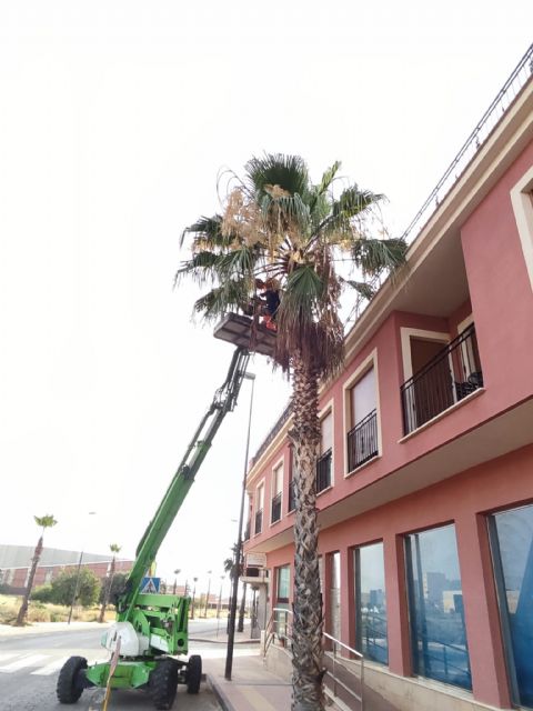 El Ayuntamiento de Puerto Lumbreras inicia la campaña de poda de palmeras en el municipio - 3, Foto 3