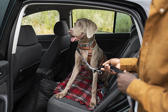 Cómo viajar con perros en coche: el 50% de conductores desconoce la regulación al respecto - 1, Foto 1