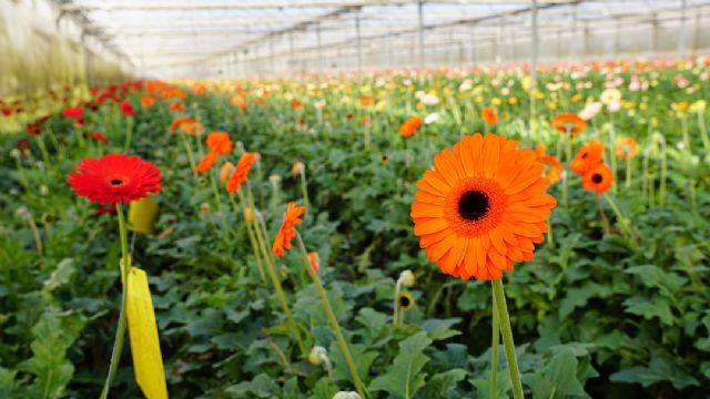 Recogida de envases agrícolas usados en Chipiona - 2, Foto 2