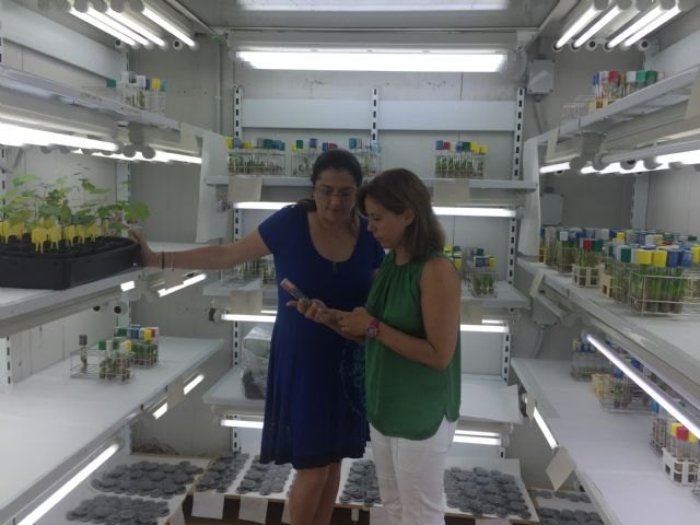 Productores del hemisferio sur visitan la Región para conocer el programa de mejora de uva de mesa del Imida y de ITUM - 2, Foto 2