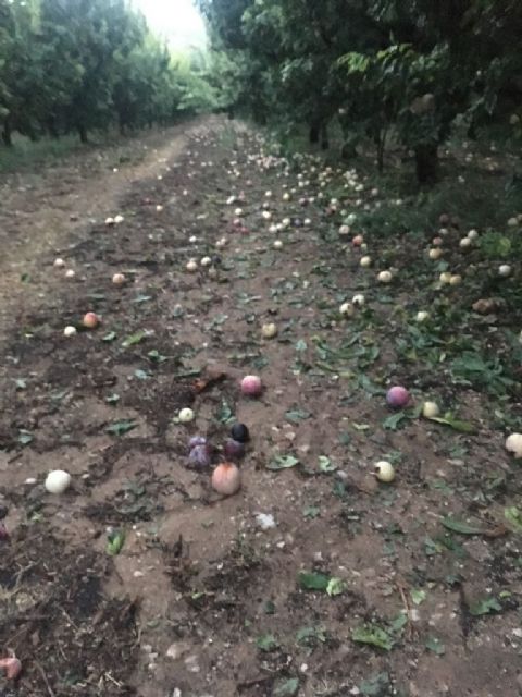 El PSOE exige de nuevo más partidas presupuestarias para la contratación de seguros agrarios, después de las granizadas de estos días - 2, Foto 2