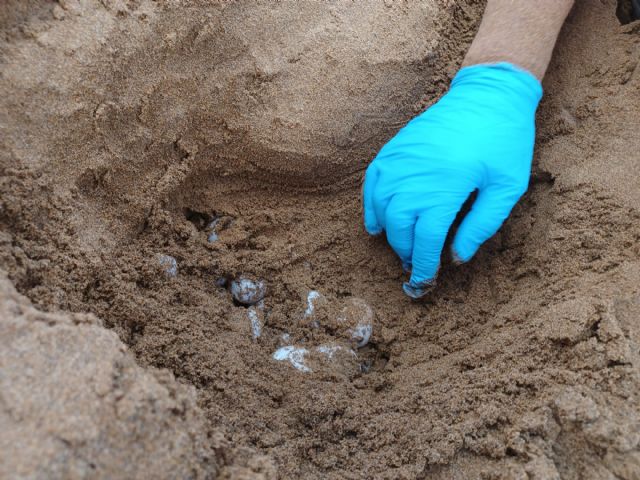 Una segunda tortuga boba nidifica y poner 117 huevos en la playa Negrete del Parque Regional de Calblanque - 1, Foto 1