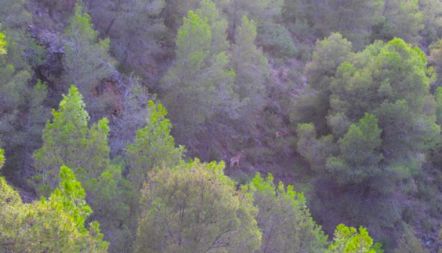 La amplia presencia de arruís atrae hasta el sendero del Cejo de los Enamorados a lorquinos y visitantes - 1, Foto 1