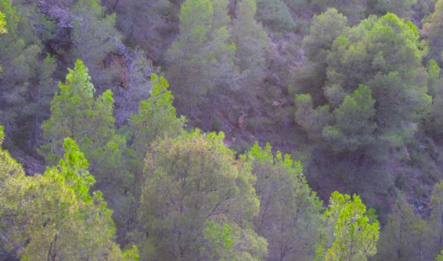 La amplia presencia de arruís atrae hasta el sendero del Cejo de los Enamorados a lorquinos y visitantes - 2, Foto 2