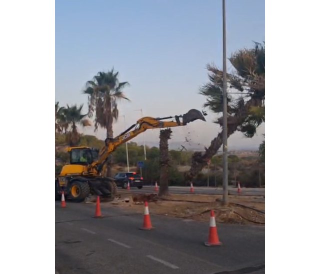 El PSOE denuncia que las obras de Altorreal arrasan con excavadoras palmeras que el propio Ayuntamiento debía trasplantar El PSOE denuncia que las obras de Altorreal arrasan con excavadoras palmeras que el propio Ayuntamiento debía trasplantar