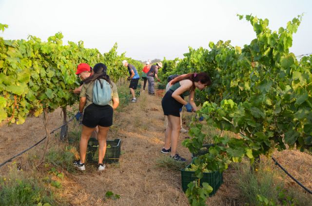 La vendimia de la UPCT permitirá estudiar las ventajas de sombrear con paneles solares los viñedos La vendimia de la UPCT permitirá estudiar las ventajas de sombrear con paneles solares los viñedos