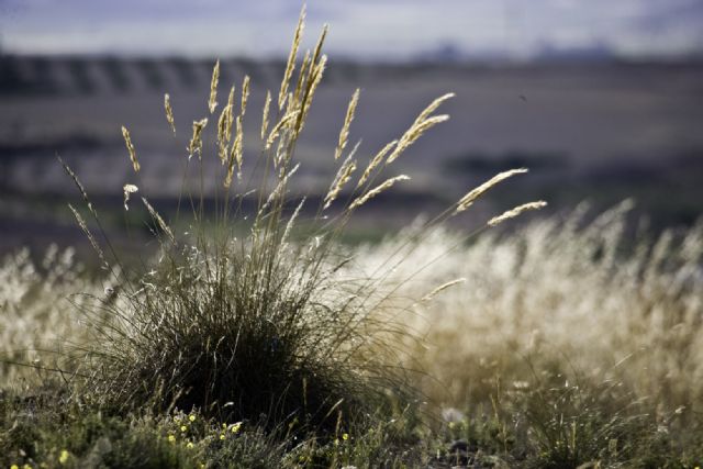 Abierto plazo para solicitar aprovechamiento de pastos, esparto y plantas aromáticas - 1, Foto 1