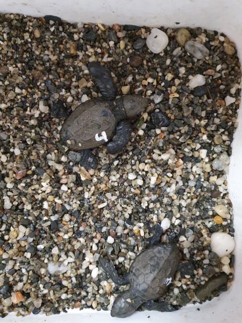 Localizado el nido de tortuga boba en una cala de Calnegre del que se han conseguido rescatar cuatro crías de este ejemplar marino - 2, Foto 2