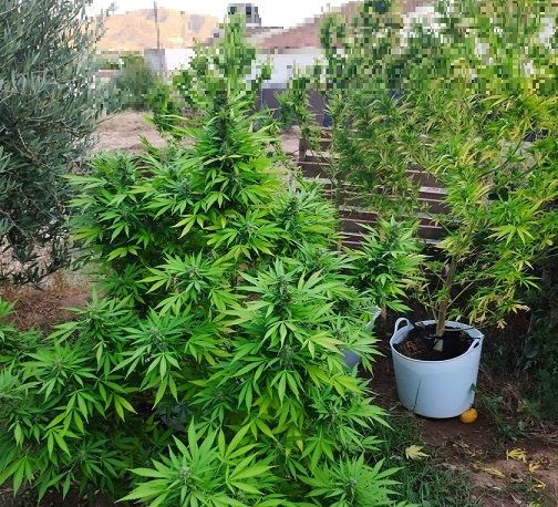 La Policía Local localiza cuatro plantas de marihuana cultivadas en un huerto colindante a una vivienda en La Campana - 1, Foto 1