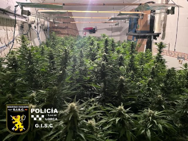 Policía Local desmantela un cultivo de más de 100 plantas de marihuana en una vivienda del barrio de San Lázaro - 3, Foto 3