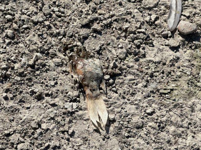 La dejadez del Partido Popular provoca un grave episodio de anoxia y daño medio ambiental en el Estanque de Doña Inés - 3, Foto 3