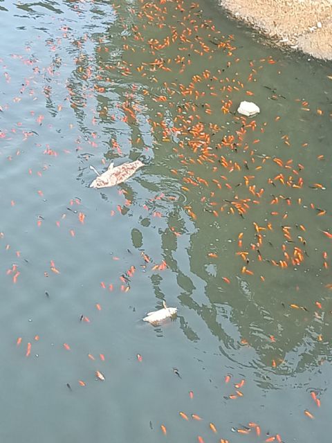 La dejadez del Partido Popular provoca un grave episodio de anoxia y daño medio ambiental en el Estanque de Doña Inés - 5, Foto 5