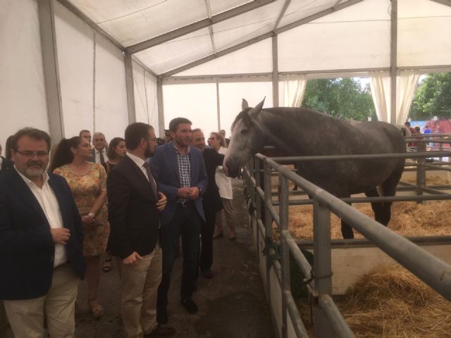 Lorca vuelve a abrir las puertas de Fericab, una de las ferias referentes a nivel nacional en el circuito de Pura Raza Española - 2, Foto 2