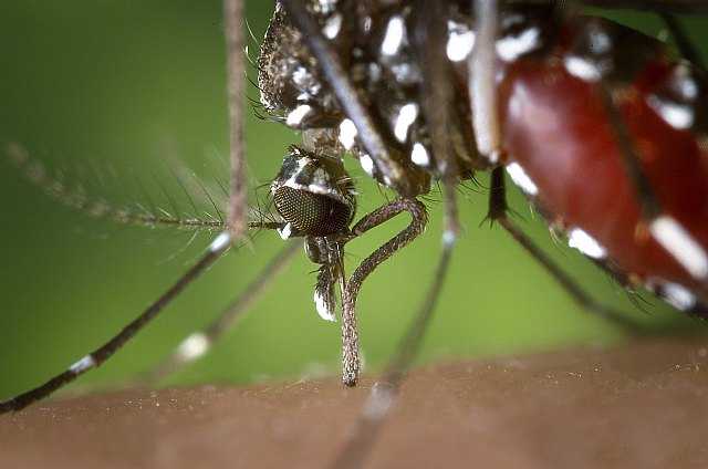 El Ayuntamiento continúa con las actuaciones contra el mosquito tigre - 1, Foto 1