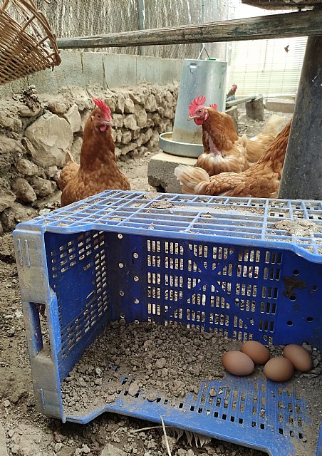 El huevo europeo, un alimento extraordinario con un modelo productivo de referencia - 1, Foto 1