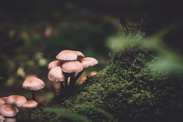 Planta cara al invierno con los ingredientes más top para mantener calientes cuerpo y alma - 1, Foto 1