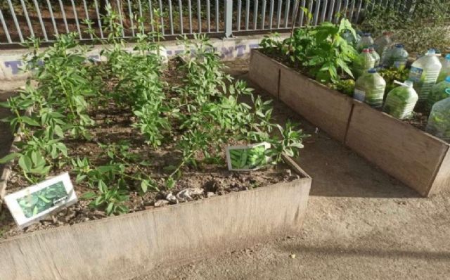 Un total de 57 colegios de la Red de Huertos Escolares recibirán ejemplares de lavanda, mirto y madroño - 2, Foto 2