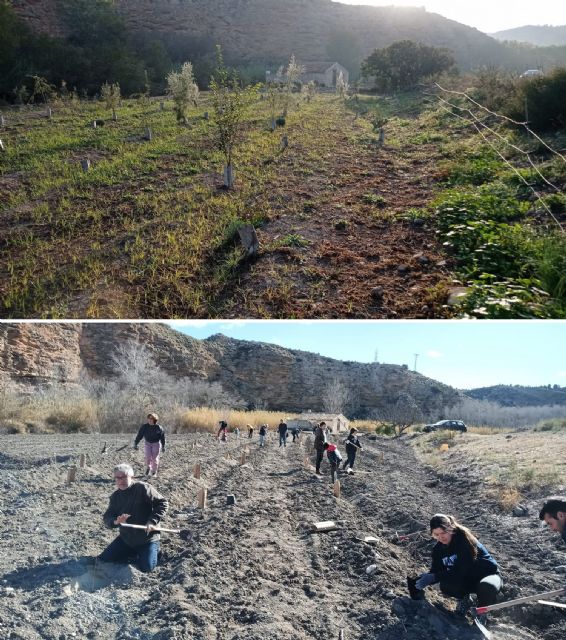 Las plantaciones de bosque de ribera de La Huertecica presentan una alta tasa de supervivencia - 1, Foto 1