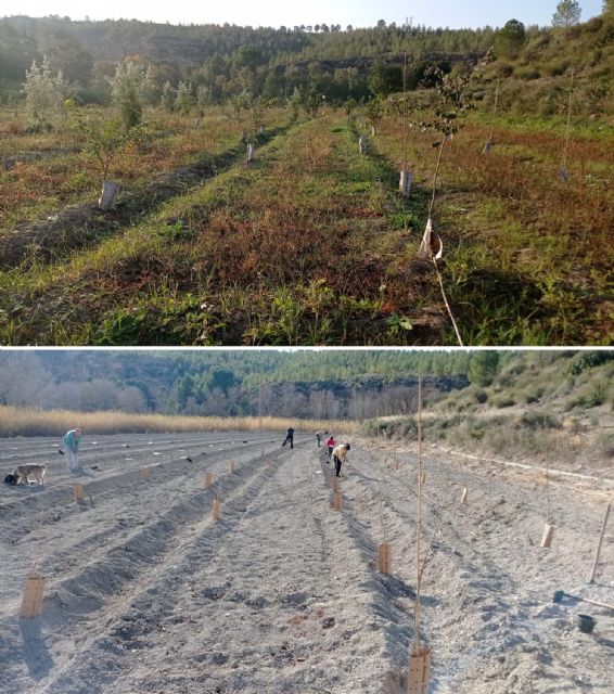 Las plantaciones de bosque de ribera de La Huertecica presentan una alta tasa de supervivencia - 2, Foto 2