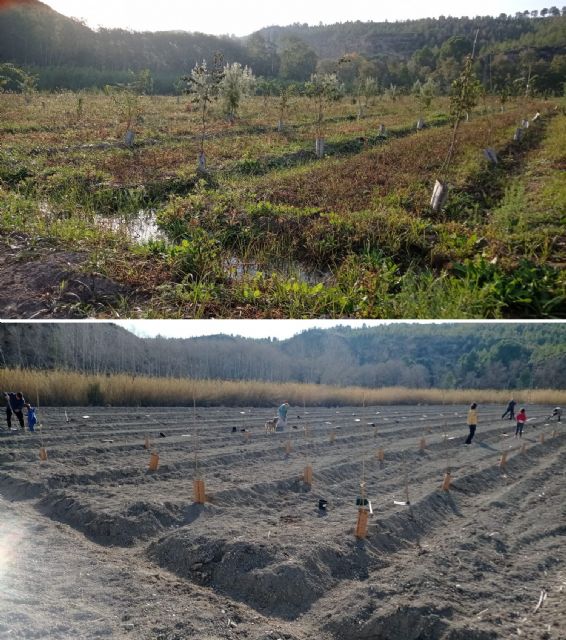 Las plantaciones de bosque de ribera de La Huertecica presentan una alta tasa de supervivencia - 3, Foto 3