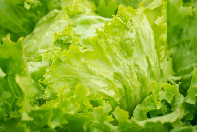 Estudios realizados por Tradecorp confirman que los bioestimulantes mejoran la calidad nutricional de la lechuga Iceberg - 1, Foto 1