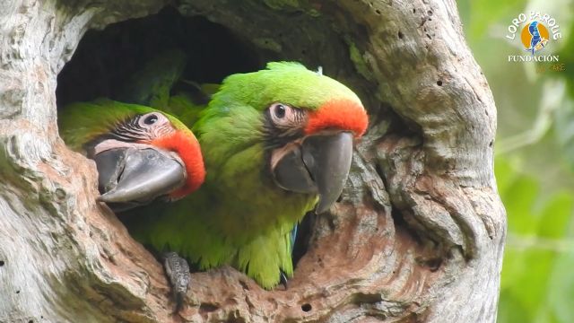 Loro Parque Fundación contribuye a la reintroducción de seis guacamayos en Ecuador - 1, Foto 1