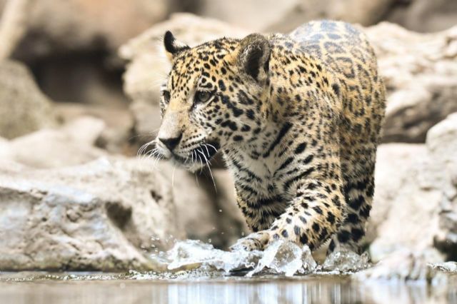 Los animales de Loro Parque dan la bienvenida al verano - 1, Foto 1