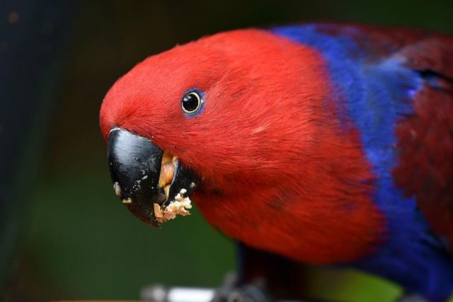 La empresa de alimentación de animales Versele-Laga y Loro Parque cumplen 18 años de colaboración - 1, Foto 1