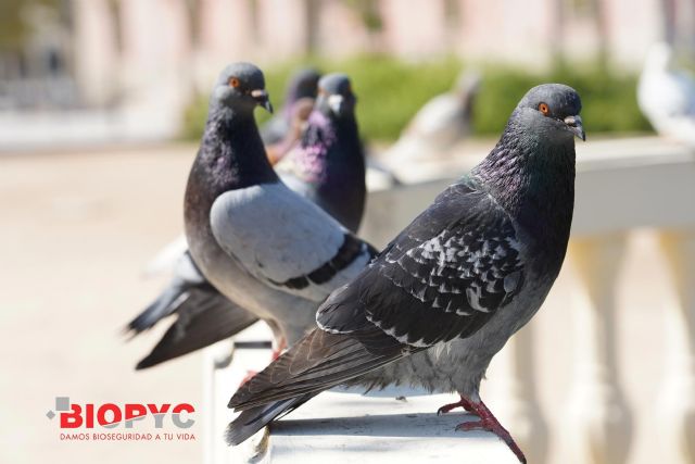 Biopyc recomienda realizar control de aves en la industria alimentaria y en espacios urbanos - 1, Foto 1