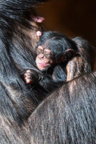 Nace una cría de chimpancé en Loro Parque - 1, Foto 1