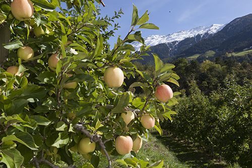 La manzana, un bocado de salud respetuoso con el medio ambiente, según Val Venosta - 1, Foto 1