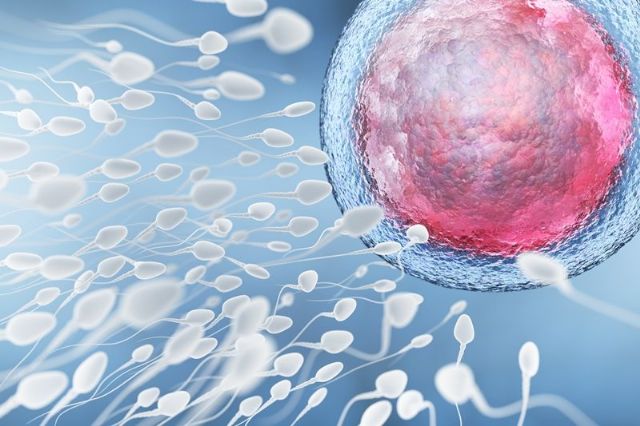 ¿El Coronavirus afecta la fertilidad masculina? - 1, Foto 1