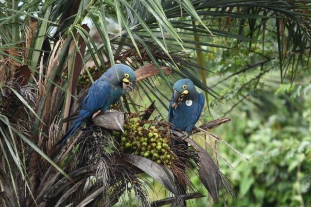 Loro Parque Fundación introduce más ejemplares de guacamayo de Lear en su medio natural en Brasil - 1, Foto 1