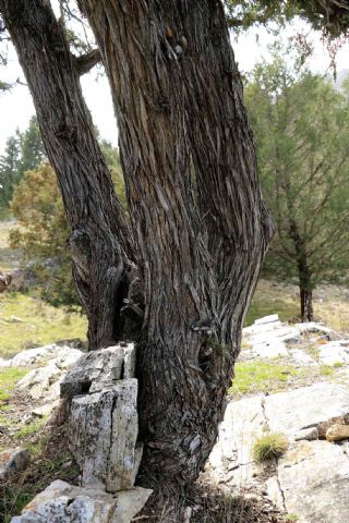 El sabinar de Tamajón: Ecosistema invernal de oportunidades - 1, Foto 1