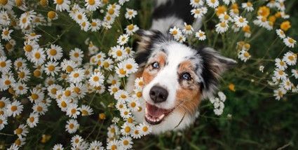 Consejos para salir a pasear con tu perro en primavera, según Wamiz - 1, Foto 1