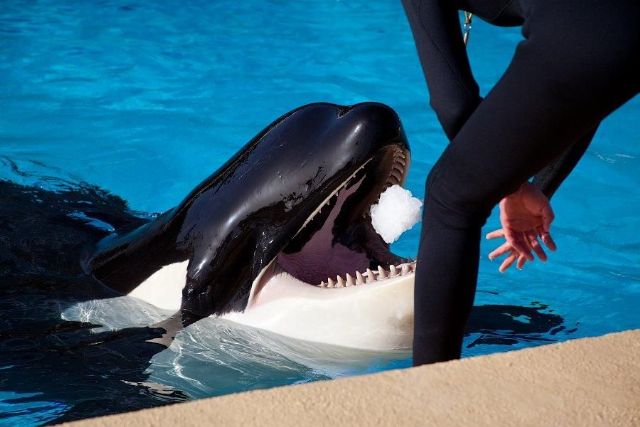 Loro Parque participa en un estudio que evalúa la relación entre personalidad y bienestar en orcas - 1, Foto 1