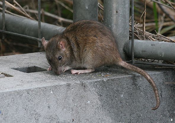 ADEPAP: Ratas, mosquitos y cucarachas, las plagas de este verano - 1, Foto 1