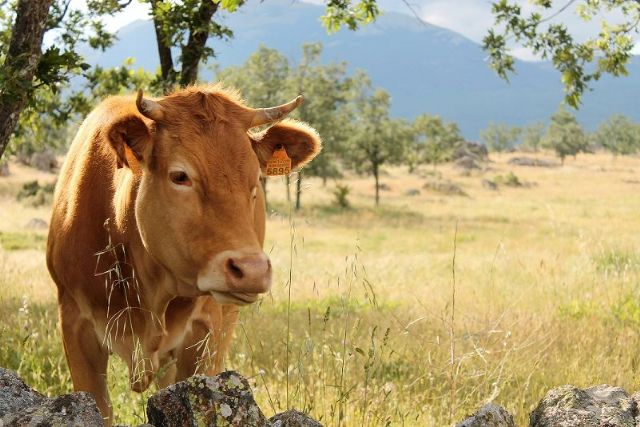 El sector de la Carne de Vacuno, comprometido con la sostenibilidad - 1, Foto 1