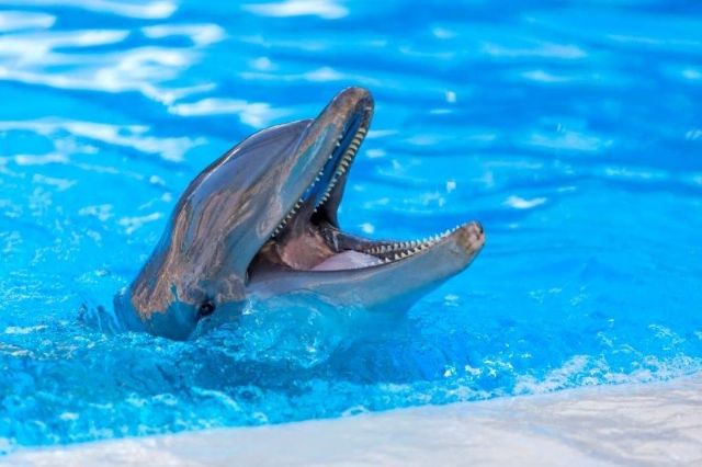 Loro Parque participa en una investigación que logra determinar la edad de los cetáceos a partir de su ADN - 1, Foto 1