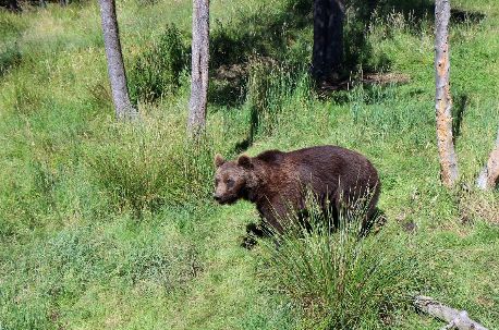 El Hotel Esquirol recomienda el Parc d’animals dels Angles, una actividad ideal para realizar en familia - 1, Foto 1