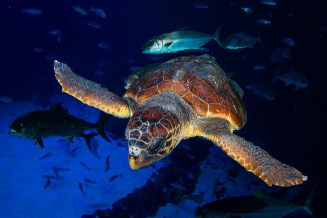 Una tortuga encontrada en estado crítico se recupera en Poema del Mar antes de ser devuelta al mar - 1, Foto 1