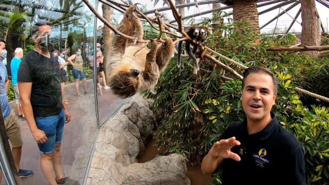 Loro Parque conmemora el Día del Perezoso con un vídeo de estos animales tan lentos como fascinantes - 1, Foto 1