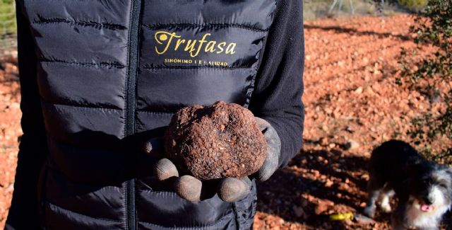 La trufa negra de cultivo sostenible de Trufasa, la gran protagonista de la temporada de la trufa - 1, Foto 1