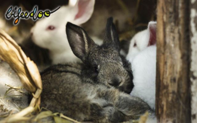 Pienso ecológico para conejos, ventajas de pasarse a la alimentación más sostenible según Bifeedoo - 1, Foto 1