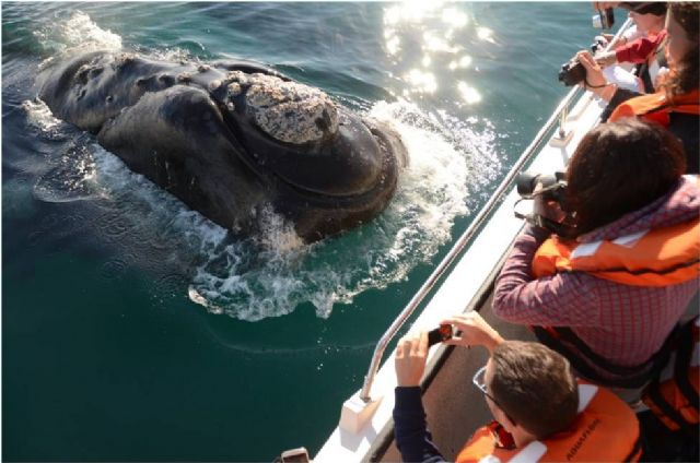 Península Valdés, el encanto de las ballenas australes - 1, Foto 1