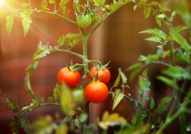 Las cinco hortalizas que se deberían tomar este otoño para proteger la salud y el planeta - 1, Foto 1