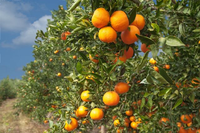 La Junta difunde la excelencia de la ‘Naranja de Andalucía’ y los beneficios de su consumo - 1, Foto 1